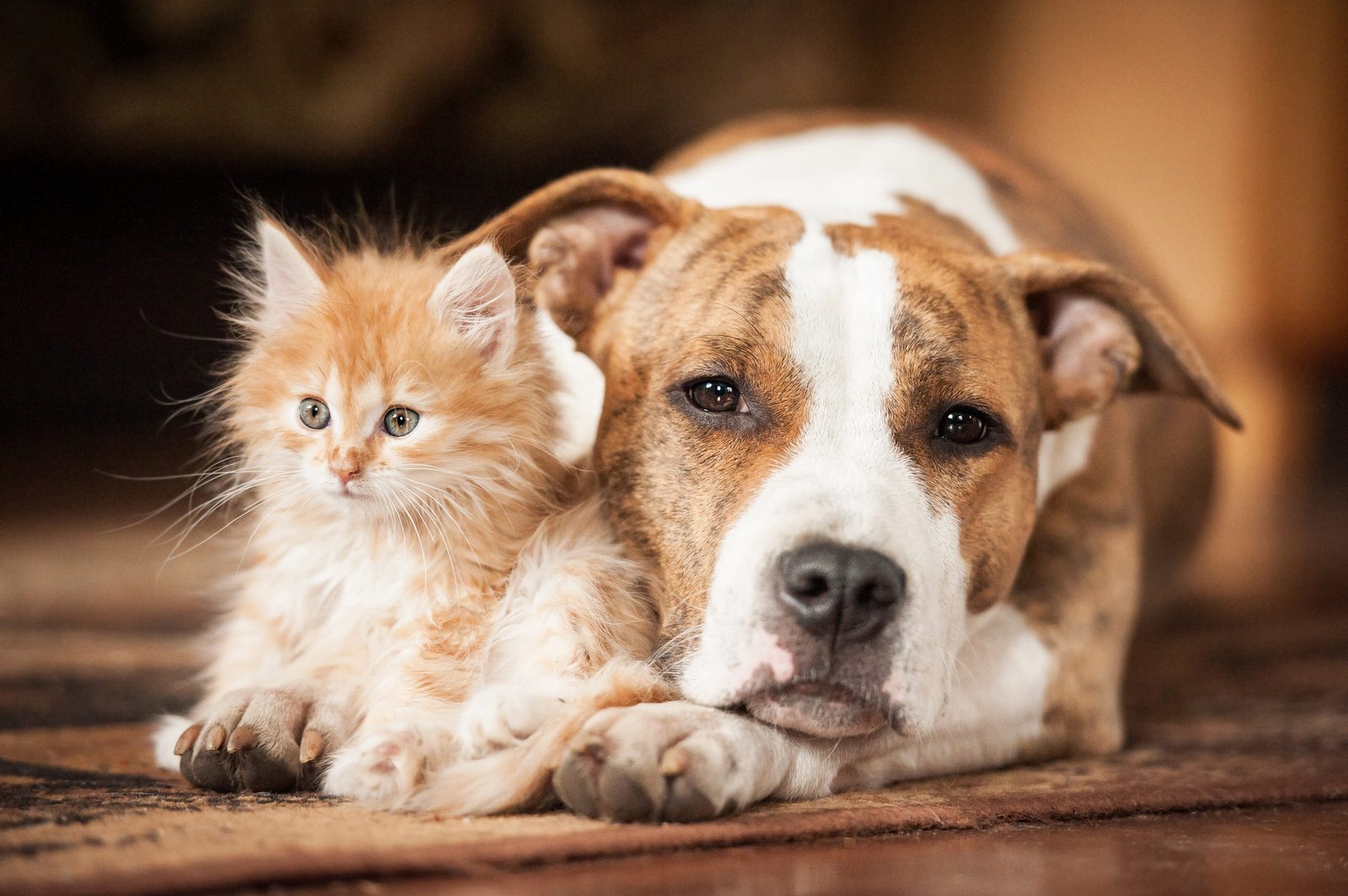 american staffordshire terrier dog with little kitten