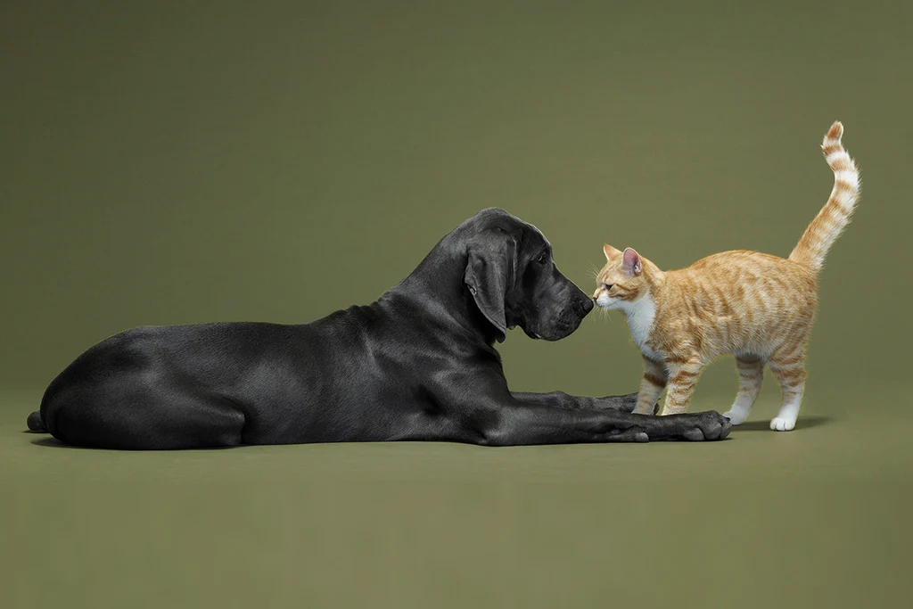 dog cat intro 1024x1024