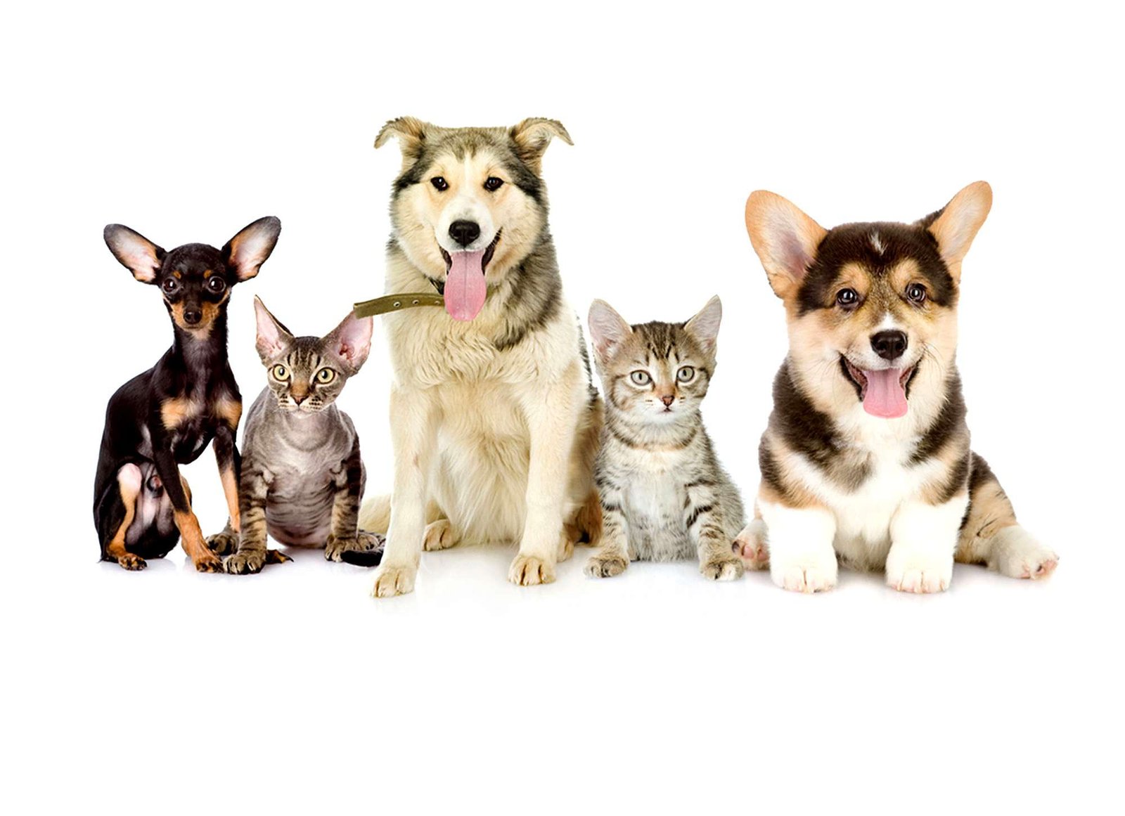 dogs cats ab056c5eef4f4b63bacc04d5ab1e981b